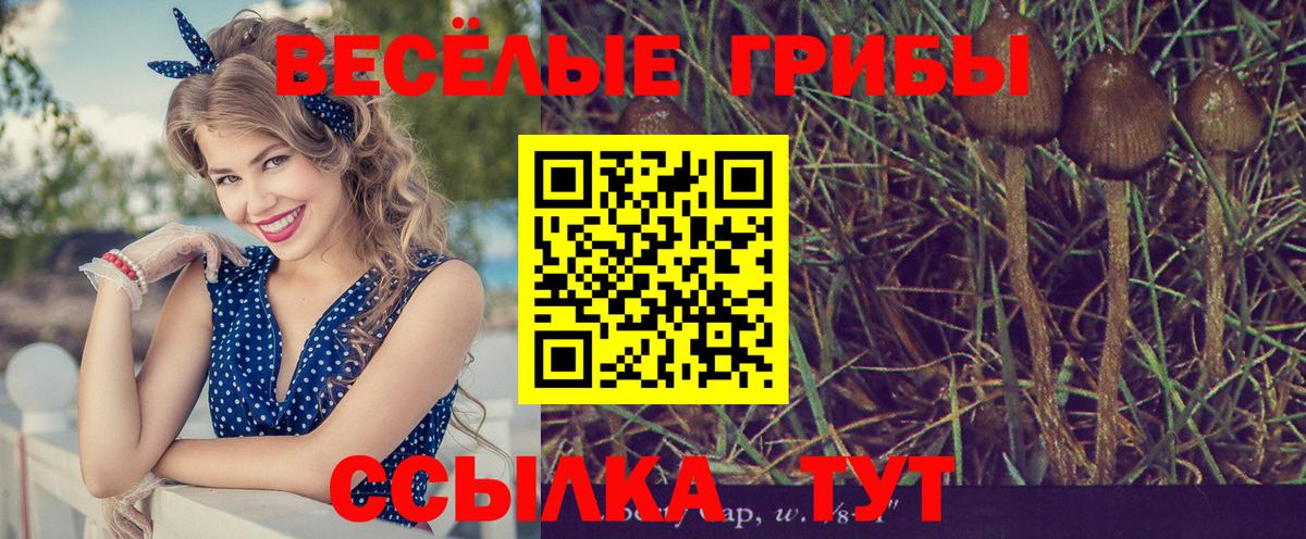 Галлюциногенные грибы Psilocybe  Вход с VPN  купить наркотик  Галлюциногенные грибы MAGIC MUSHROOMS  Кольчугино 